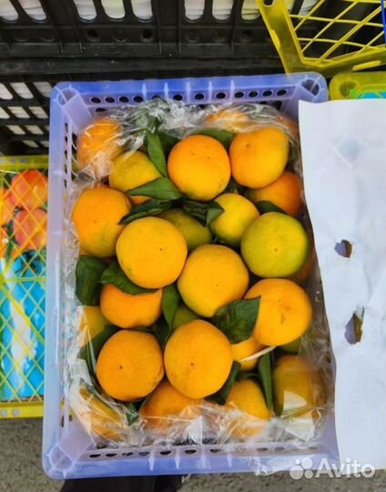 Овощи фрукты доставка до дома