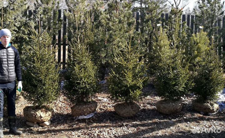 Сибирская ель экстра класс. Саженцы