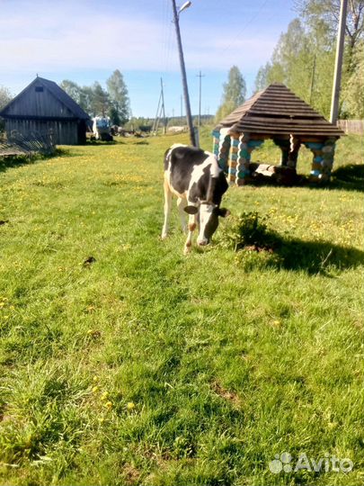 Домашние животные крс