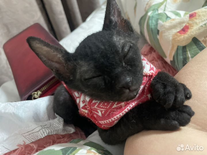 Продам котенка канадский сфинкс