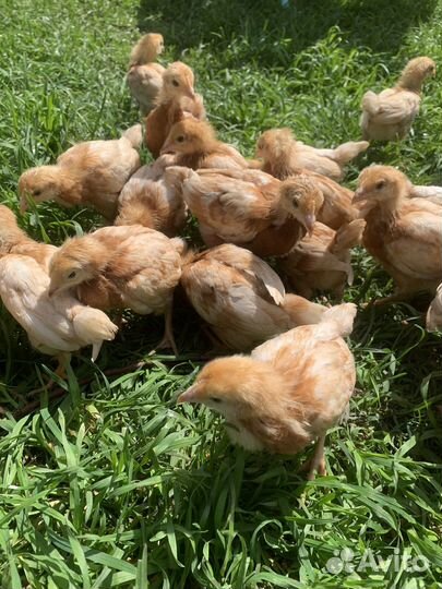 Продам цыплят кур несушек