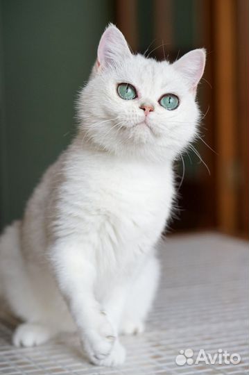 Серебряная шиншилла девочка