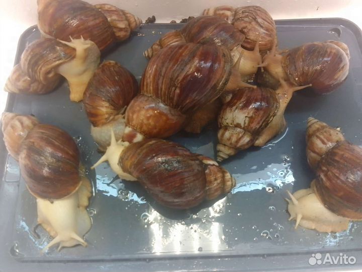 Улитки ахатины