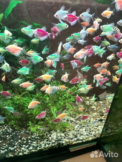 Аквариумные рыбки