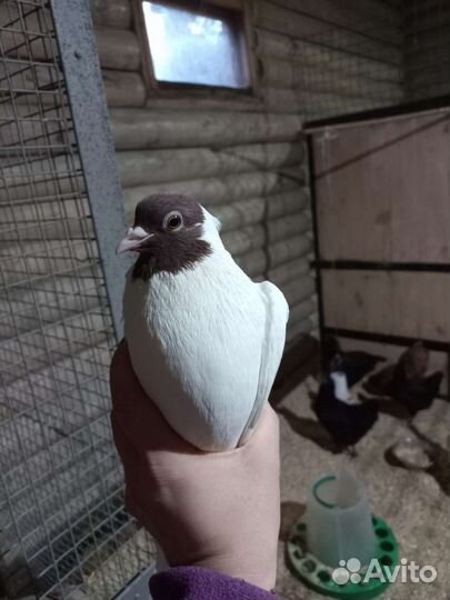 Продажа голубей