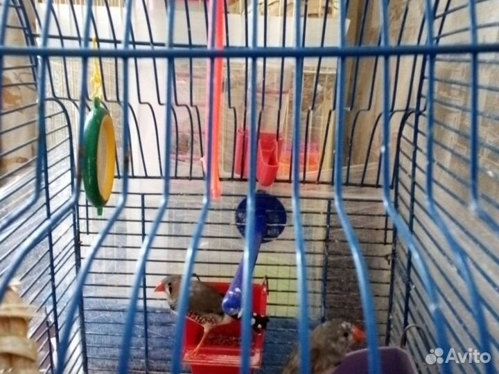 Зебровые амадины