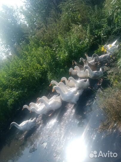 Утки на мясо