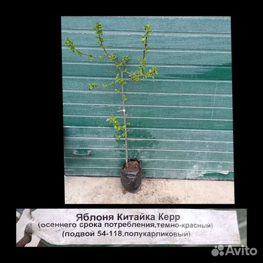 Плодовые деревья