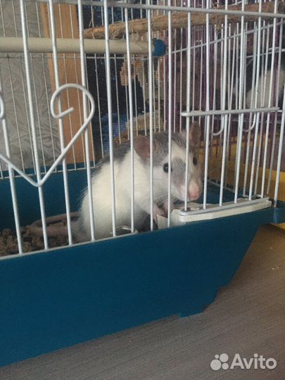 Крысы дамбо бесплатно. Есть с окрасом хаски