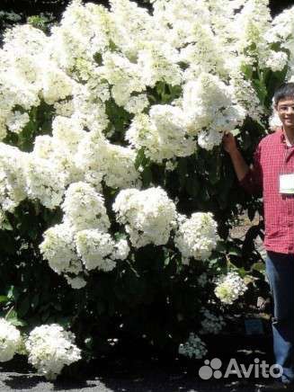 Гортензии большой выбор