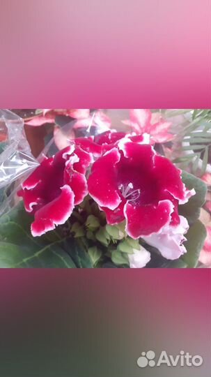 Комнатные цветы