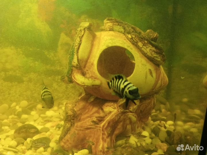 Рыбки цихлиды