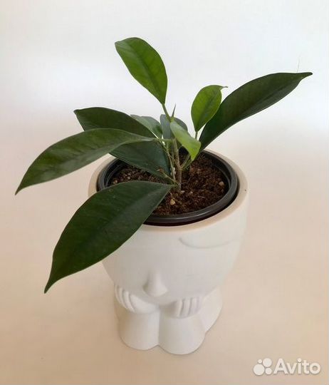 Фикусы разных сортов. комнатные цветы