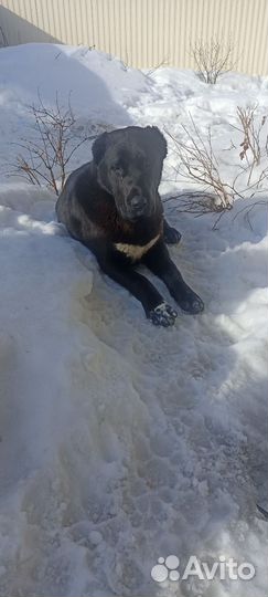 Алабай чистокровный, породистый