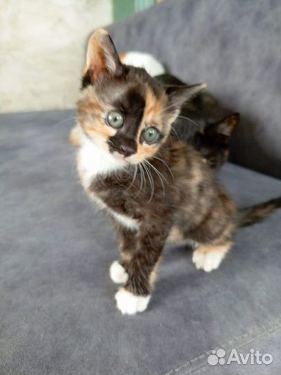 Котенок девочка трёхцветная 1,5 месяца
