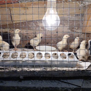 Цыплята Загорская лососевая