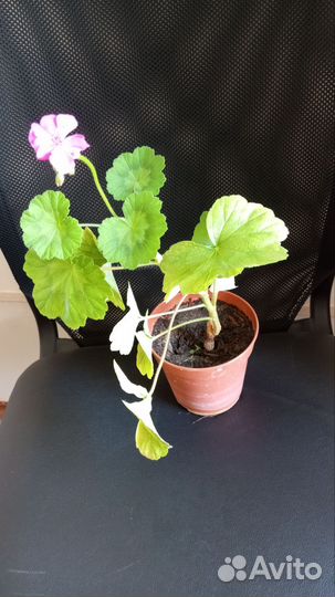 Герань пеларгония