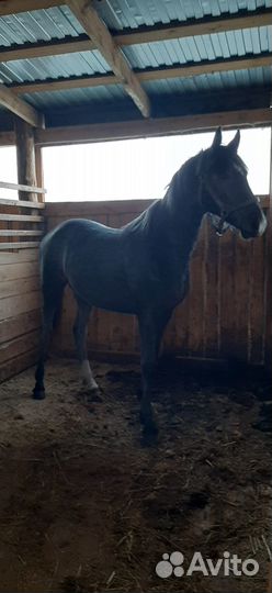 Продам кобыл