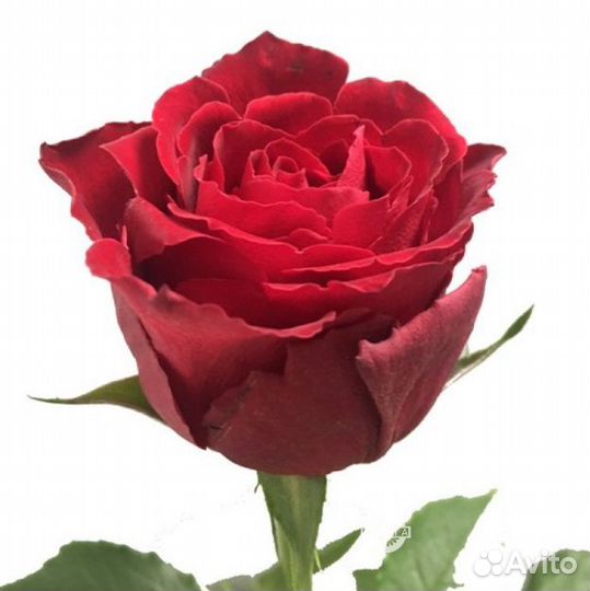 Цветы оптом Розы сорт Rose Madam Red