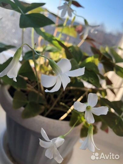 Оксалис кислица цветок любви