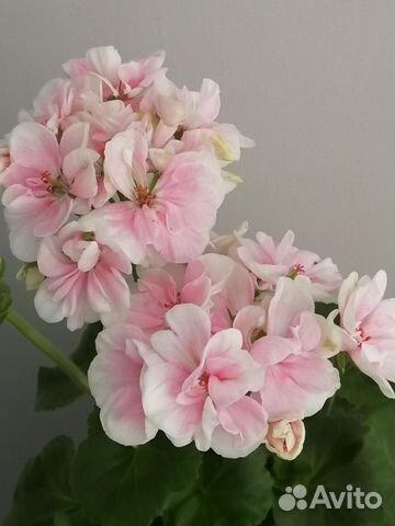 Пеларгония сортовая
