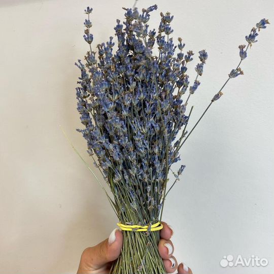 Лаванда сухоцвет