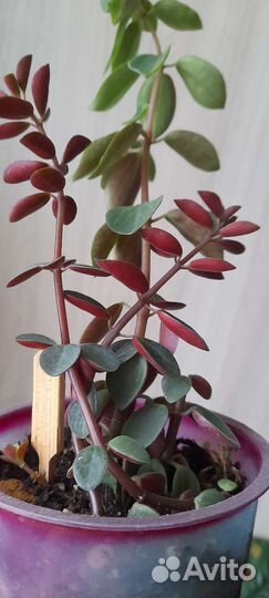 Комнатные цветы по 50