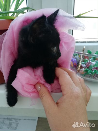 Черный котенок