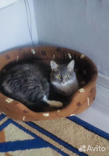 Счастье в дом