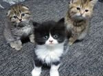 Котята в добрые руки 1мальчик и 2 девочки