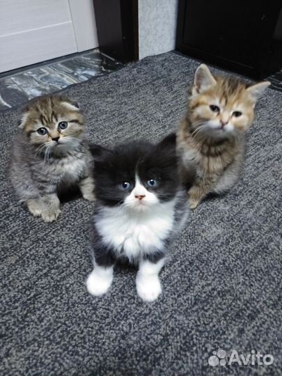 Котёнок в добрые руки 1мальчик