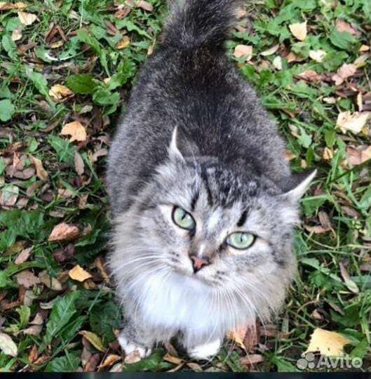 Кошечка. Стерилизована Солнечногорск. ищем добрые