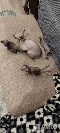 Донской сфинкс