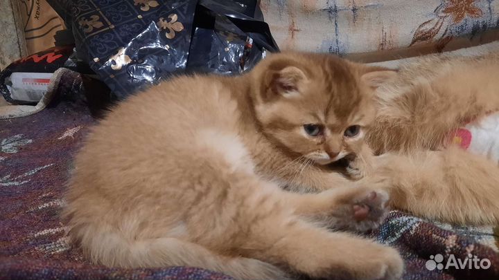 Британская кошка