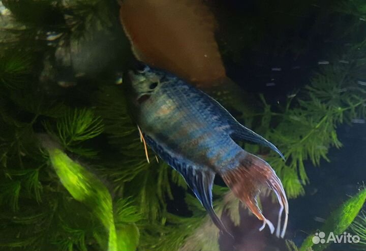 Макропод мальчик