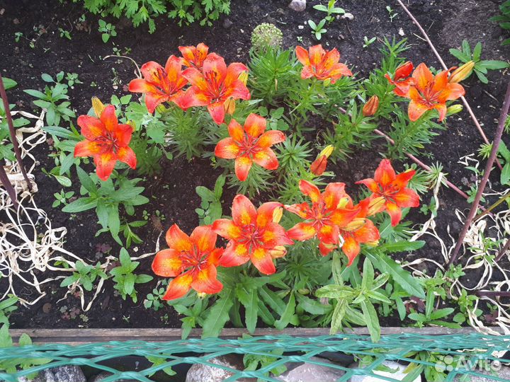 Луковицы лилий. Все будут в этом году цвести