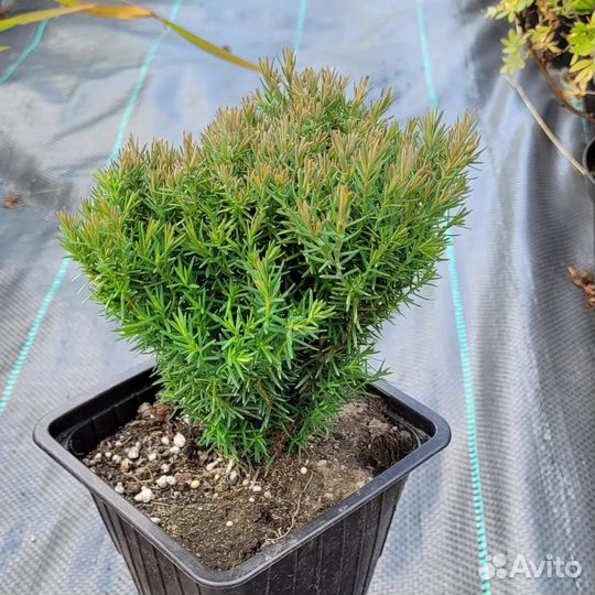 Саженцы хвойных, декоративных кустарников