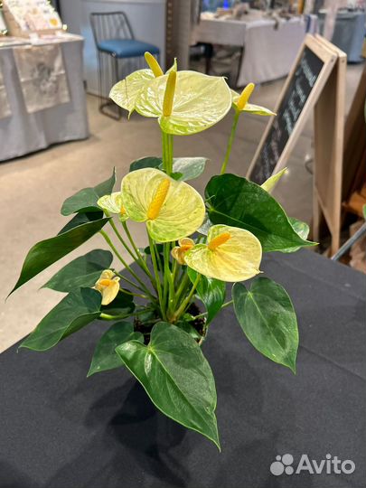 Антуриум Ванилла