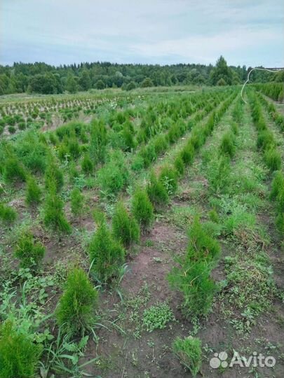 Туя смарагд