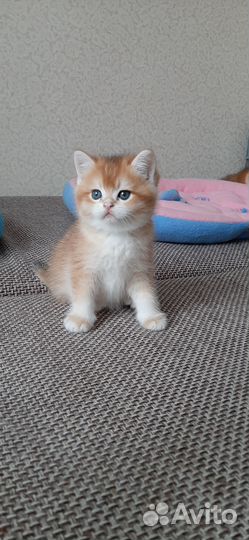 Британский котик