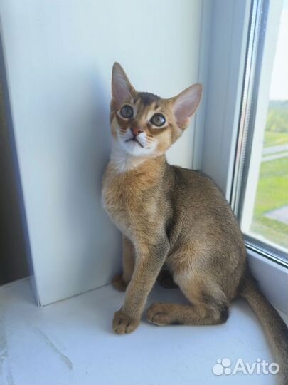 Абиссинские котята
