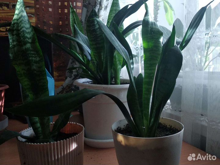 Спатифиллум, сансиеверия и другие цветы