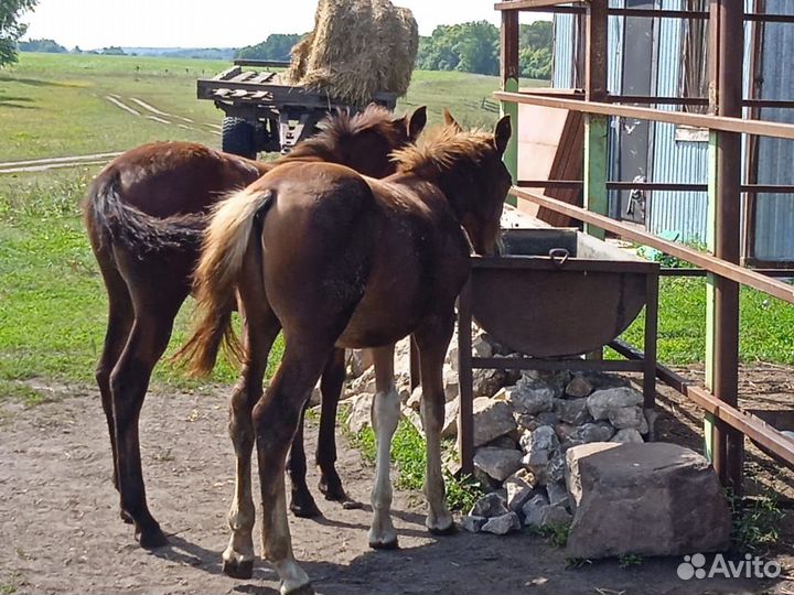 Жеребята 5 месяцев