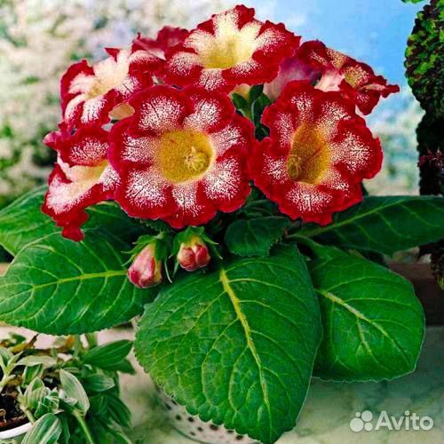 Глоксиния клубни