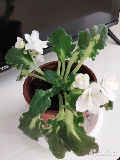 Фиалка в горшках