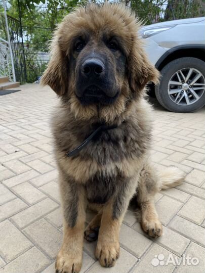 Щенок мастифа