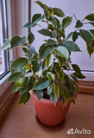 Фикус бенджамина