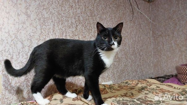 Швепс ищет дом