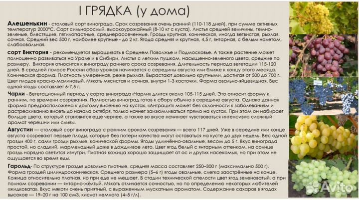 Черенки (чубуки) винограда