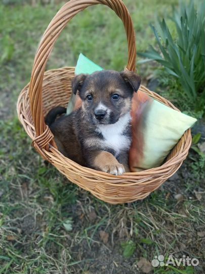 Щенок девочка в добрые руки